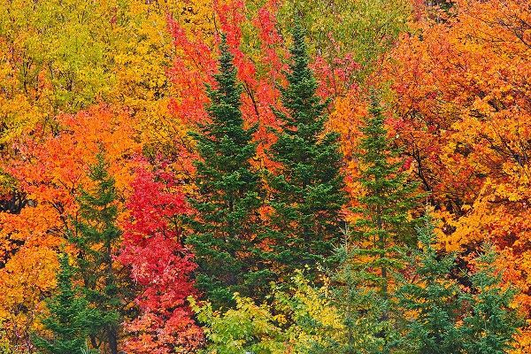 Canada-Quebec-Saint-Pacome Mixedwood forest in autumn